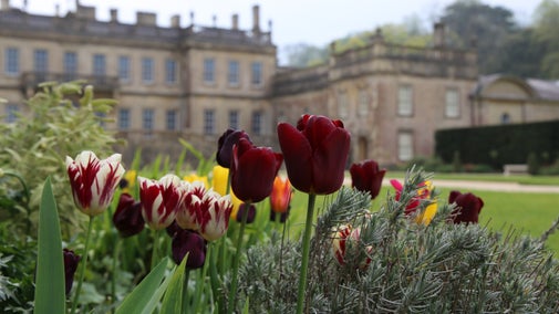 Tulips in the west garden at Dyrham Park, Gloucestershire